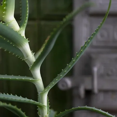 아파트 Anta Warszawska 크라쿠프